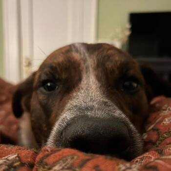 Mixed Breed Dogs Available for Adoption in Tuscaloosa, Alabama - *Courtesy Listing - Riggins | PetCurious