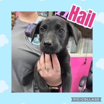 Hail -  Labrador Retriever Dog for Adoption in Ringwood, New Jersey - Hail | PetCurious