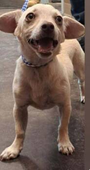 Sandy -  Chihuahua Dog for Adoption in Longmont, Colorado - Sandy | PetCurious