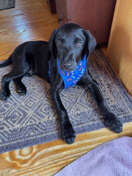 Onyx -  Flatcoated Retriever Dog for Adoption in Knoxville, Tennessee - Onyx | PetCurious
