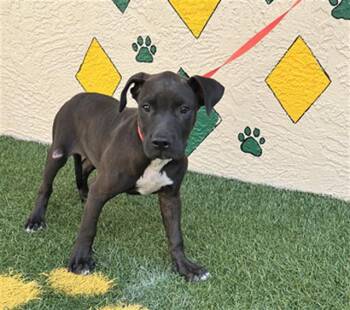 DAHLIA -  American Bulldog and Mixed Breed Dog for Adoption in Winter Haven, Florida - DAHLIA | PetCurious