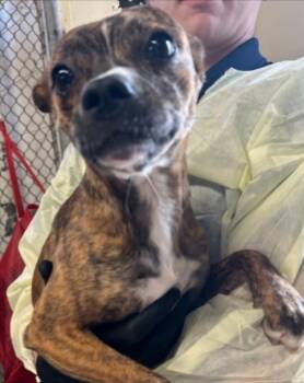 Libby -  Chihuahua Dog for Adoption in Thompson Falls, Montana - Libby | PetCurious
