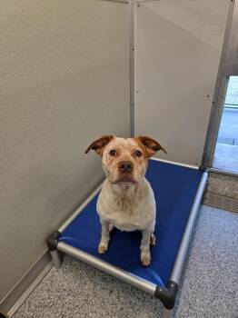Bingo -  Terrier Dog for Adoption in Athens, Tennessee - Bingo | PetCurious