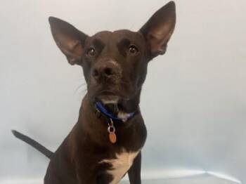 Michael -  Pharaoh Hound and Mixed Breed Dog for Adoption in Golden Valley, Minnesota - Michael | PetCurious