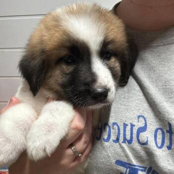 Selin -  Mixed Breed Dog for Adoption in Fredericksburg, Virginia - Selin | PetCurious