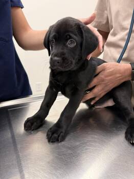Labrador Retriever and Terrier Dogs Available for Adoption in Holly Springs, North Carolina - Bear Pup | PetCurious