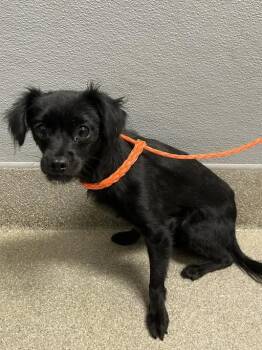 BISCUIT -  Chihuahua Dog for Adoption in Las Vegas, Nevada - BISCUIT | PetCurious