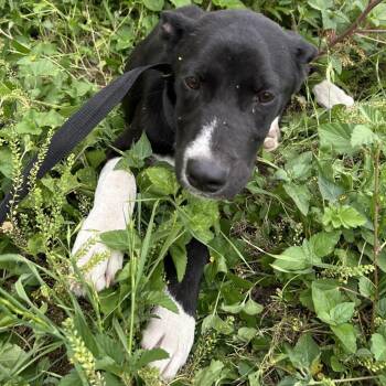 Pit Bull Terrier and Catahoula Leopard Dog Dogs Available for Adoption in Austin, Texas - Tweedledum | PetCurious