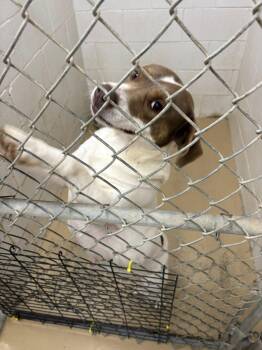 Labrador Retriever Dogs Available for Adoption in Clyde, Texas - Momma Dog | PetCurious