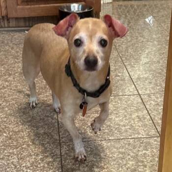 Chochi -  Chihuahua Dog for Adoption in Little Rock, Arkansas - Chochi | PetCurious