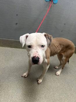 Pit Bull Terrier Dogs Available for Adoption - REGINA | PetCurious