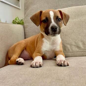 Ravioli -  Jack Russell Terrier and Beagle Dog for Adoption in Philadelphia, Pennsylvania - Ravioli | PetCurious