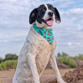 Rescue English Pointer Dogs for Adoption in Clarinda, Iowa - Jeffery | PetCurious
