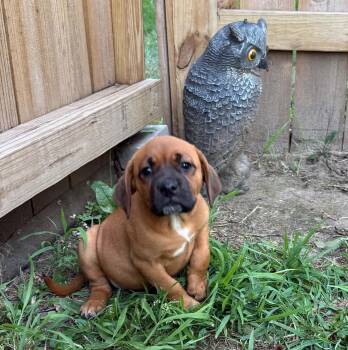 Stella -  Boxer and Labrador Retriever Dog for Adoption in North Freedom, Wisconsin - Stella | PetCurious