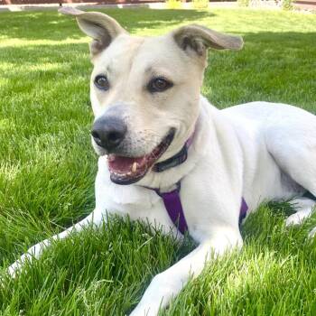 Dot (Freya) -  American Staffordshire Terrier Dog for Adoption in Logan, Utah - Dot (Freya) | PetCurious