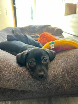 Border Terrier and Corgi Dogs Available for Adoption - Hopscotch | PetCurious