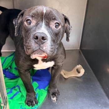 English Bulldog and Mixed Breed Dogs Available for Adoption in Columbus, Georgia - Bowser | PetCurious