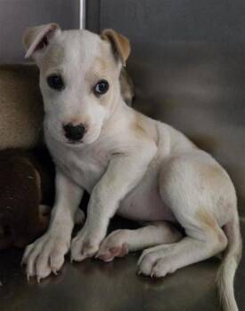 Shepherd and Mixed Breed Dogs Available for Adoption - 60785104 | PetCurious