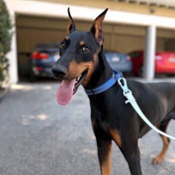 Archie -  Doberman Pinscher Dog for Adoption in Los Angeles, California - Archie | PetCurious
