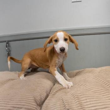 Sadie -  Labrador Retriever and Hound Dog for Adoption in Pawling, New York - Sadie | PetCurious