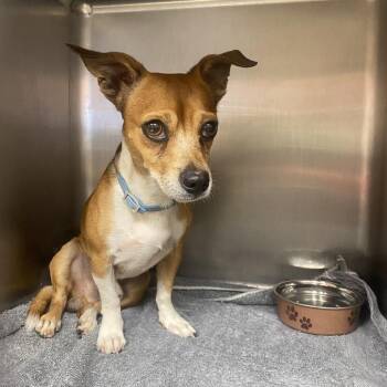Wallace -  Chihuahua Dog for Adoption in Columbus, Georgia - Wallace | PetCurious