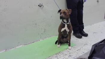 CHICKEN NUGGET -  Staffordshire Bull Terrier and Mixed Breed Dog for Adoption in Houston, Texas - CHICKEN NUGGET | PetCurious