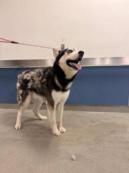 PRINCE -  Siberian Husky Dog for Adoption in Doral, Florida - PRINCE | PetCurious