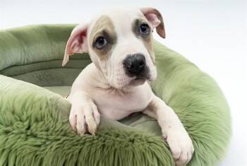 STARK -  American Bulldog and Mixed Breed Dog for Adoption in Fort Lauderdale, Florida - STARK | PetCurious