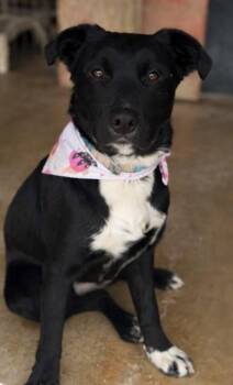 Tex -  Retriever and Mixed Breed Dog for Adoption in San Antonio, Texas - Tex | PetCurious