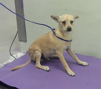 Rescue Chihuahua and Mixed Breed Dogs for Adoption in Houston, Texas - A2042986 | PetCurious