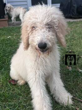 Dalton -  Golden Retriever and Standard Poodle Dog for Adoption in Omaha, Nebraska - Dalton | PetCurious
