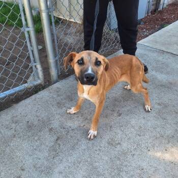 Terrier Dogs Available for Adoption - Kissy | PetCurious