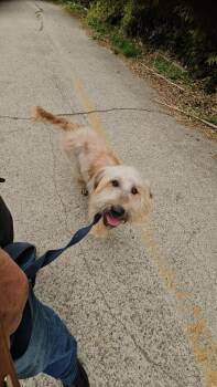 Wheaten Terrier and Bearded Collie Dogs Available for Adoption in Agoura Hills, California - SAPBUN | PetCurious