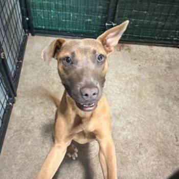 Tiffany -  Pit Bull Terrier and Mixed Breed Dog for Adoption in East Hanover, New Jersey - Tiffany | PetCurious