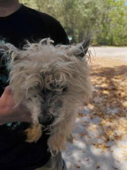 Maltese and Mixed Breed Dogs Available for Adoption in St. Augustine, Florida - Toto | PetCurious
