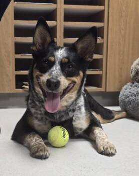 Mixed Breed Dogs Available for Adoption in Missoula, Montana - Anabella | PetCurious