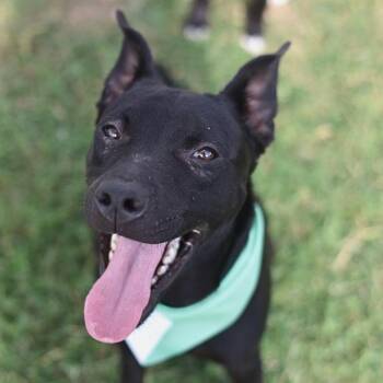 SAM -  American Staffordshire Terrier Dog for Adoption in San Antonio, Texas - SAM | PetCurious