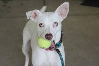 Cattle Dog and Mixed Breed Dogs Available for Adoption in Kansas City, Missouri - Cupcake | PetCurious