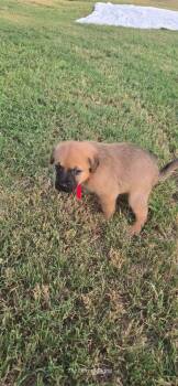 Maple Ashwood -  Rottweiler and Great Pyrenees Dog for Adoption in Waunakee, Wisconsin - Maple Ashwood | PetCurious