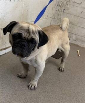 WINTON -  Pug Dog for Adoption in San Bernardino, California - WINTON | PetCurious