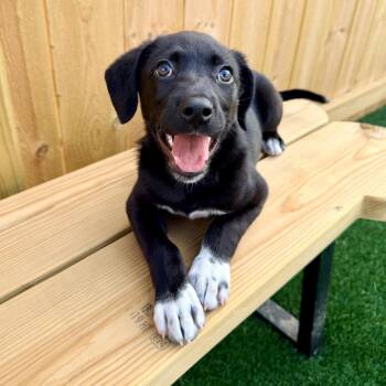 Beth -  Labrador Retriever and Mountain Cur Dog for Adoption in La Grange, Kentucky - Beth | PetCurious