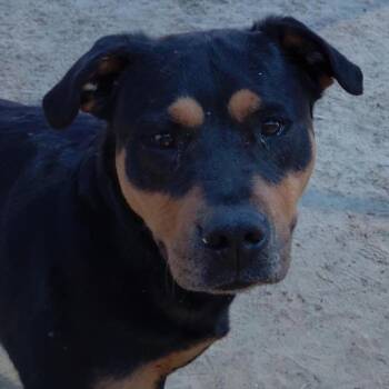 Mixed Breed Dogs Available for Adoption in Nashville, North Carolina - STASSIE  Available NOW - ADOPTION Or RESCUE! | PetCurious