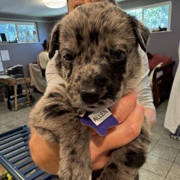Allen -  Mixed Breed Dog for Adoption in San Francisco, California - Allen | PetCurious