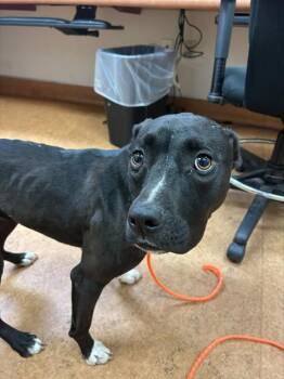 LARA CROFT -  Pit Bull Terrier Dog for Adoption in Sacramento, California - LARA CROFT | PetCurious