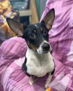 Coco -  Australian Cattle Dog Blue Heeler Dog for Adoption in Seneca, Pennsylvania - Coco | PetCurious