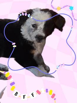 Border Collie and Mixed Breed Dogs Available for Adoption in Evergreen, Colorado - May | PetCurious