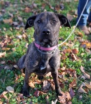 Rescue Plott Hound Dogs for Adoption in Philippi, West Virginia - Freya | PetCurious