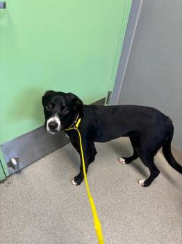 Clematis -  Labrador Retriever Dog for Adoption in Bloomington, Indiana - Clematis | PetCurious