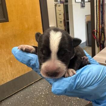 Thanksgiving -  Mixed Breed Dog for Adoption in Columbiana, Alabama - Thanksgiving | PetCurious