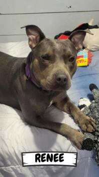Rescue Pit Bull Terrier and Mixed Breed Dogs for Adoption in Ashtabula, Ohio - Renee | PetCurious